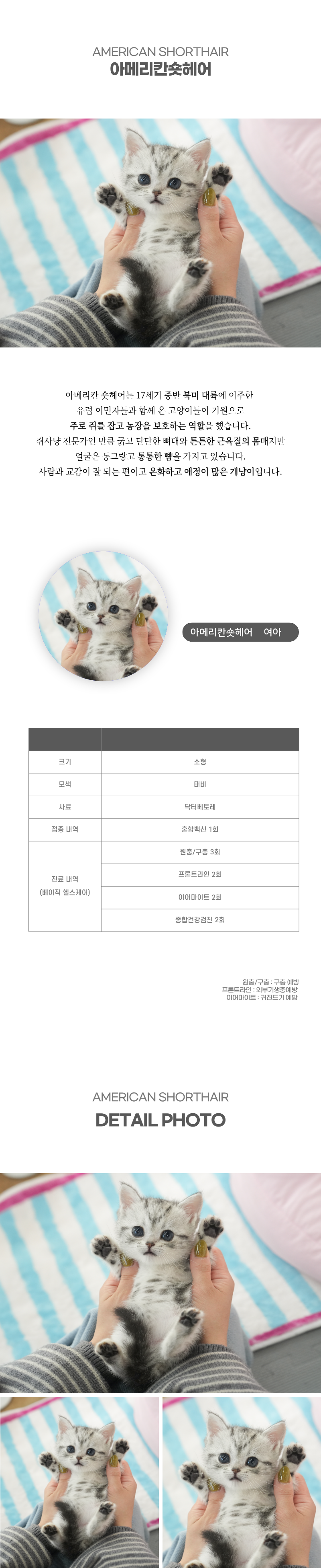 아메리칸숏헤어_상세이미지_2
